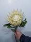 Protea ծաղիկների | ծաղկեպսակների առաքում Երևան