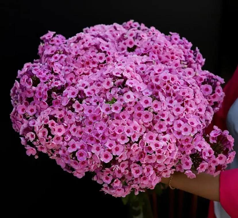 A bunch of phlox | ծաղիկներ, ծաղկեպսակներ, բույսեր Երևան A bunch of phlox | ծաղիկներ, ծաղկեպսակներ, բույսեր Երևան
